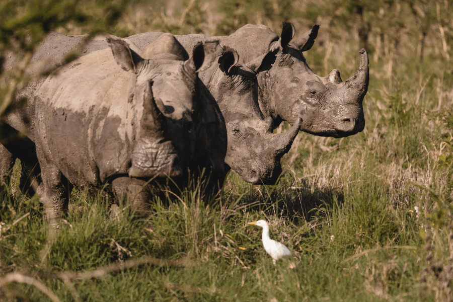 Rwanda's secret Akagera rhinos