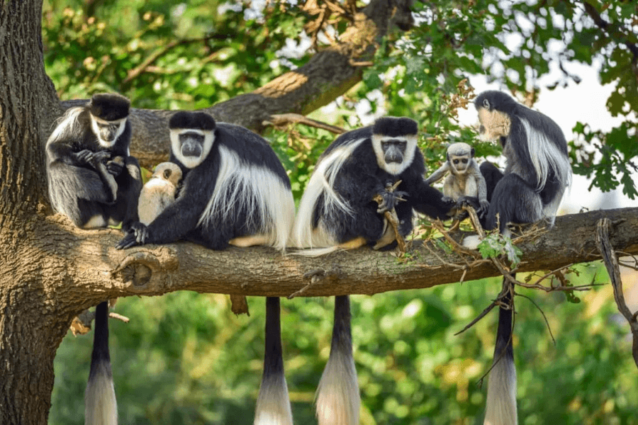 Colobus monkey spotted near the Arusha safari gateway, part of Tanzania’s rich wildlife.