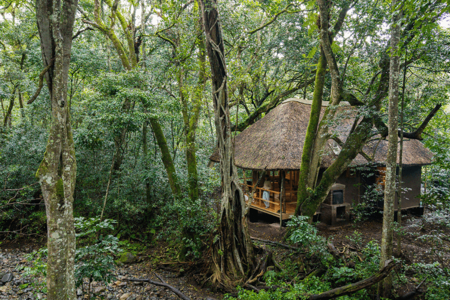 Koroi Forest Camp nestled in the wilderness near Arusha safari gateway, offering a serene safari retreat.