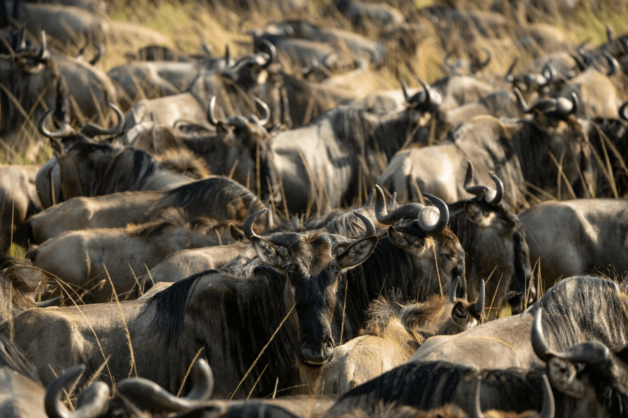 See the Migration at the Serengeti through the Arusha safari gateway