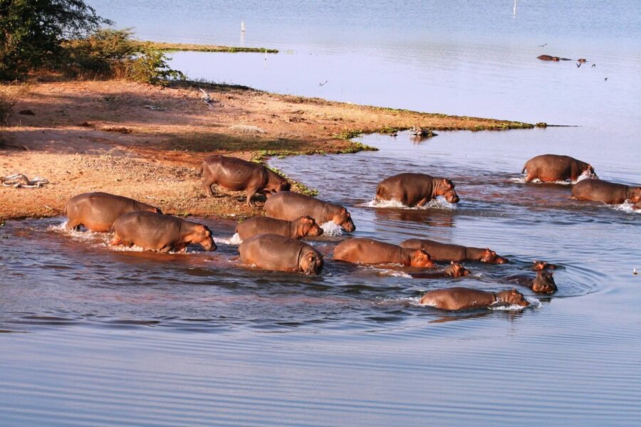 Hippos of Lake Kariba
