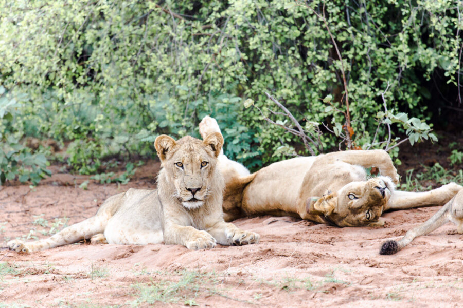 Zimbabwe wildlife predators