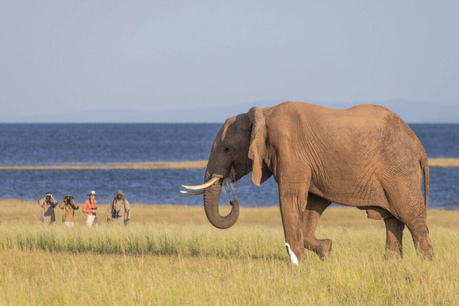 Guided bushwalk at Matusadona & Kariba