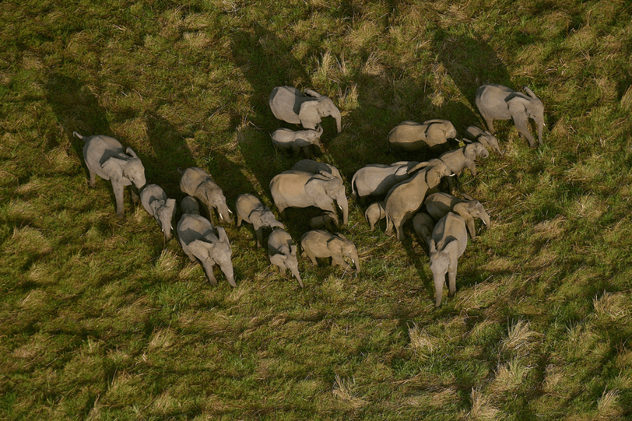 Elephants marching from above by Gorongosa Safaris