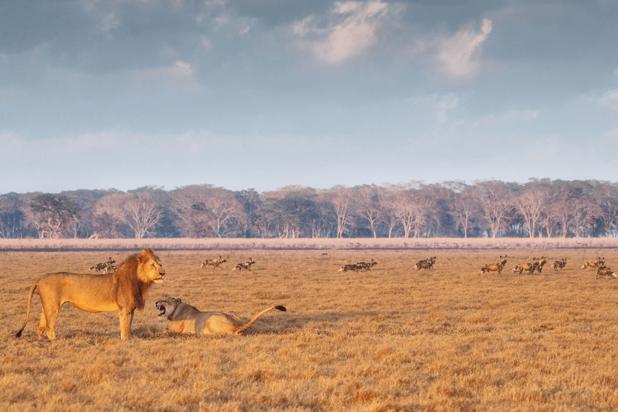 Lions and wild dogs by Charlie Hamilton Jones