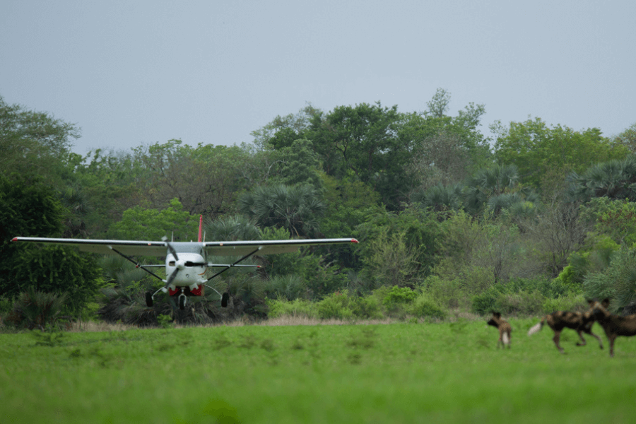 Wild dogs scatter as plane descends by Gorongosa Safaris