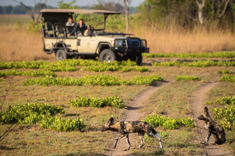 Wildlife encounter on a game drive transfer from lodge to lodge