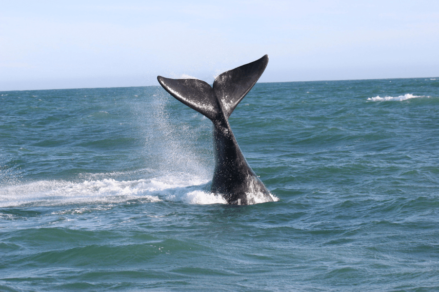 Whale watching in Grootbos