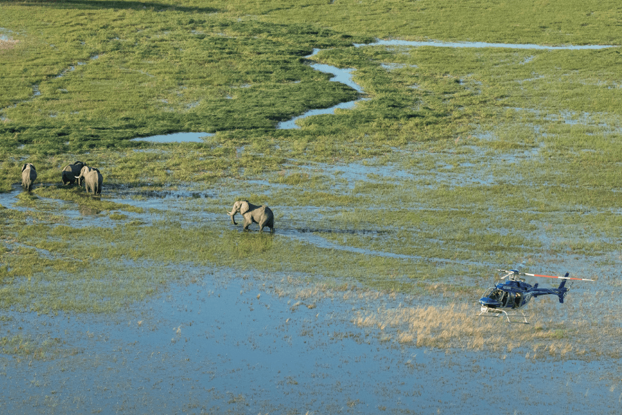 Elephant sighting from the air