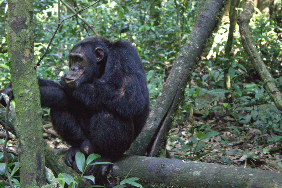 Chimpanzee in Kibale Forest by Ilona Biagio