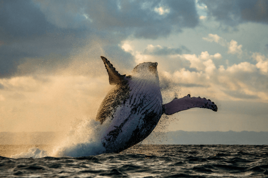 Whale watching in Mozambique