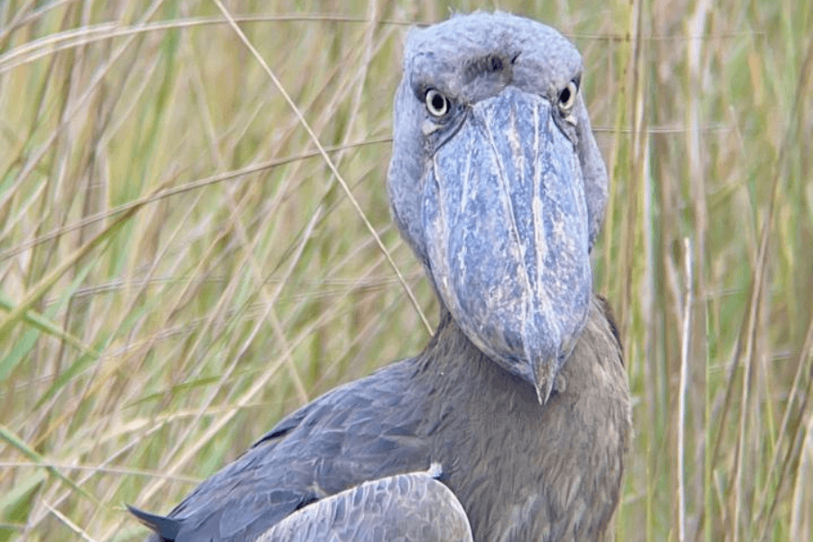 Shoebill at Mabamba Swamp by Ilona Biagio