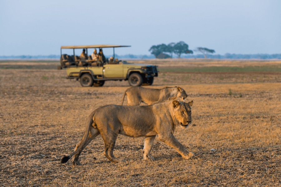 Lions walking through the open plains of Busanga during a game drive in Kafue National Park