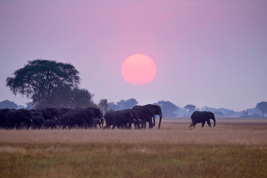 A herd of elephants walking across the savannah at sunset