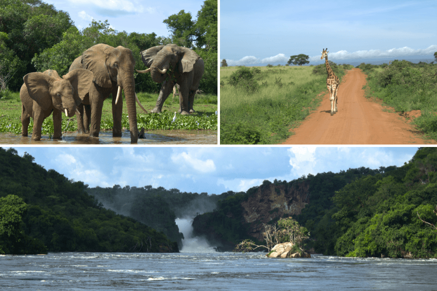 Why Uganda: Murchison National Park by Ilona Biagio