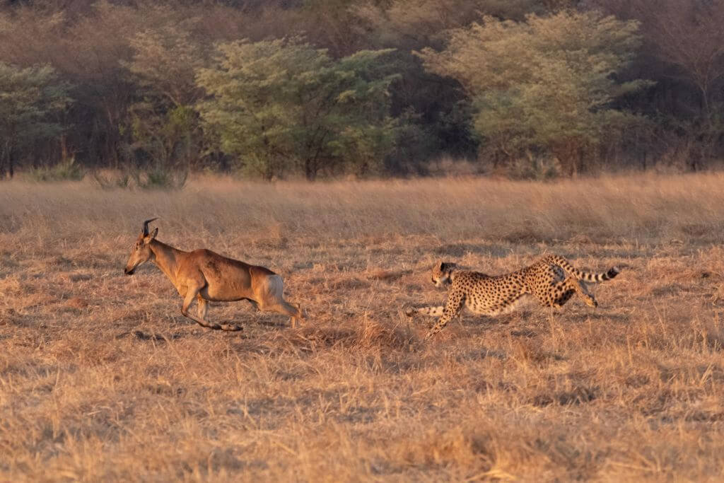 A cheetah sprinting after its prey across the open plains of Kafue National Park