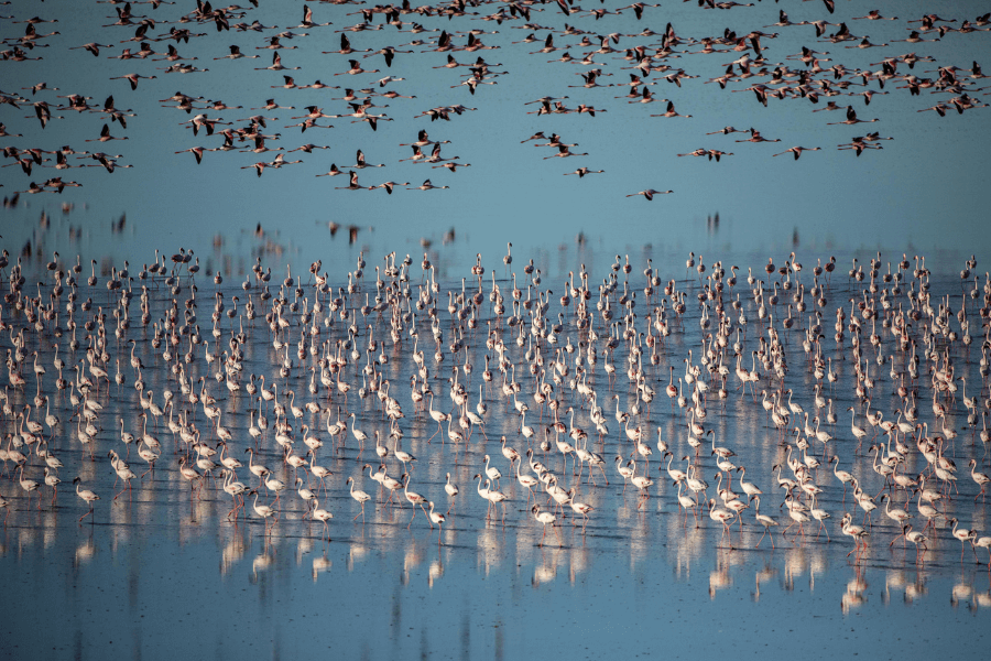 Botswana Helicopter Safaris