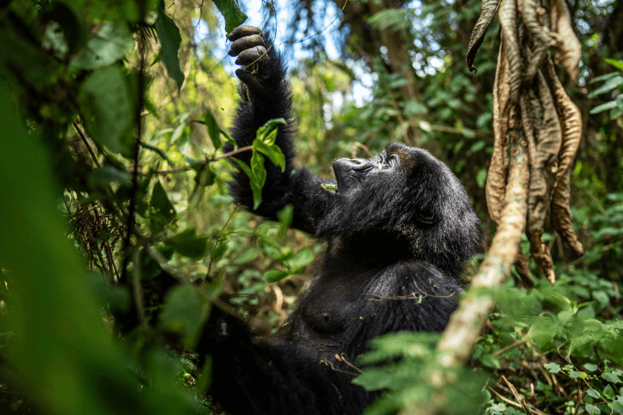 Volcanoes gorillas