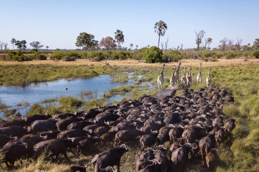Game viewing in the Delta