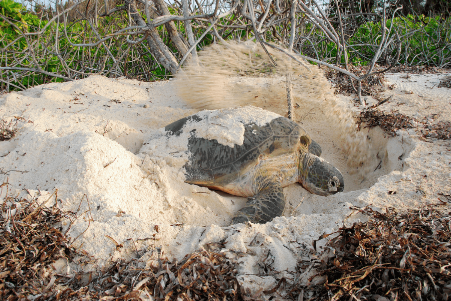 Turtle nesting season