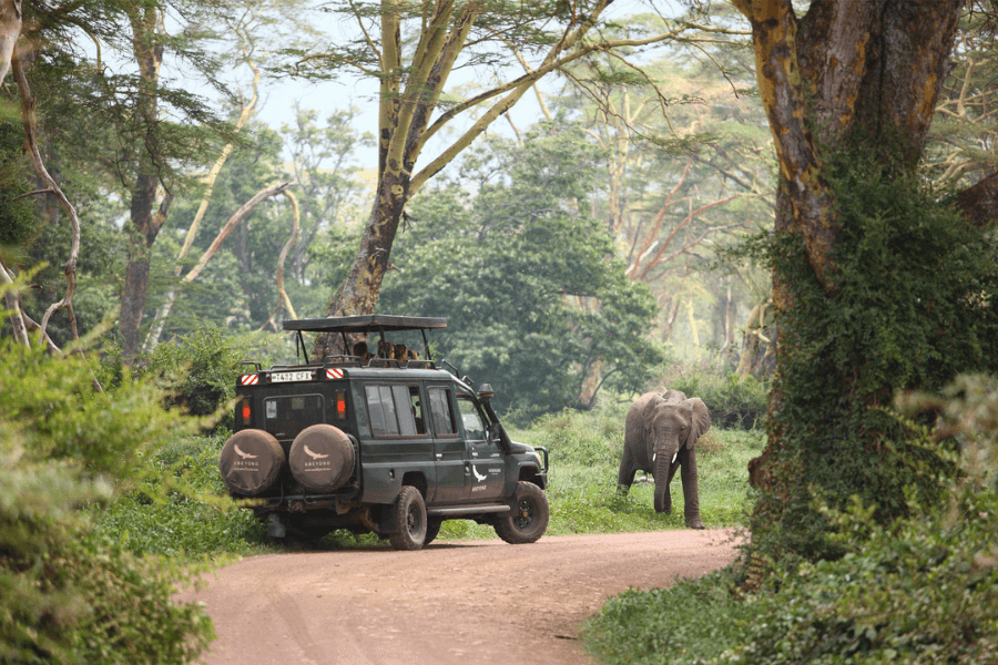 Elephant on safari