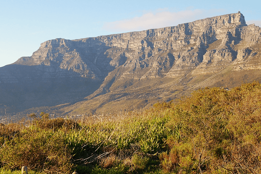 Classic Table Mountain by The Fynbos Guy