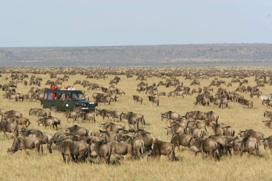 Wildebeest migration on your Honeymoon