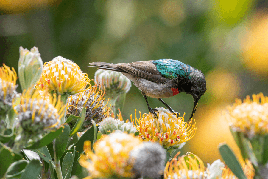 Sunbird spotted on Table Mountain by The Fynbos Guy