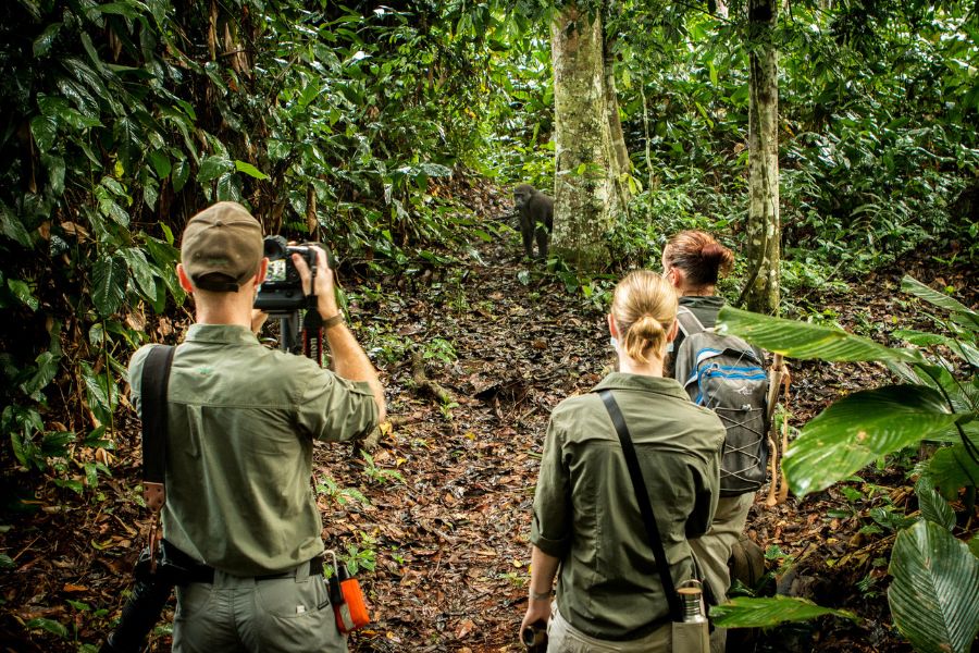 Guests gorilla trekking in Congo