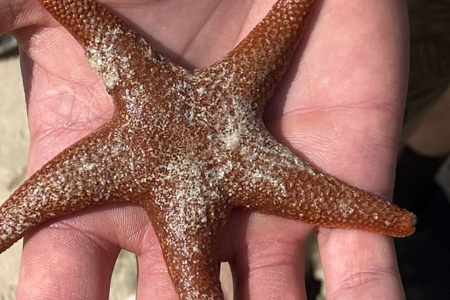 Starfish spotted on guided coastal walk